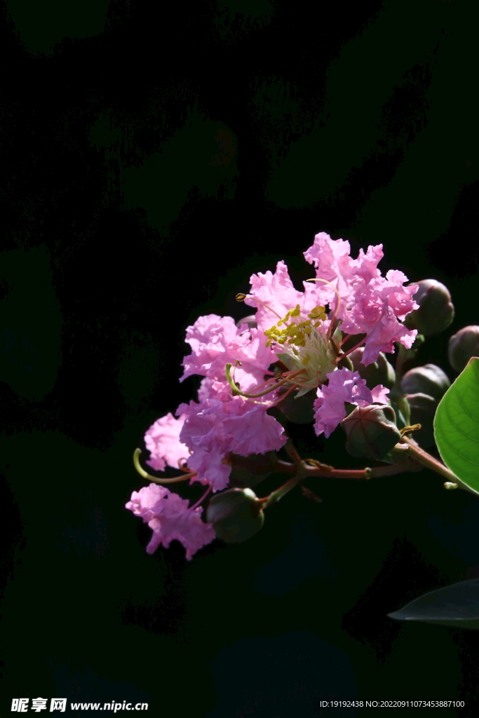 紫薇花