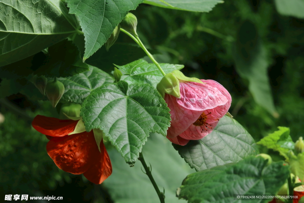 风铃花 