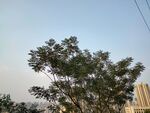 向阳的树