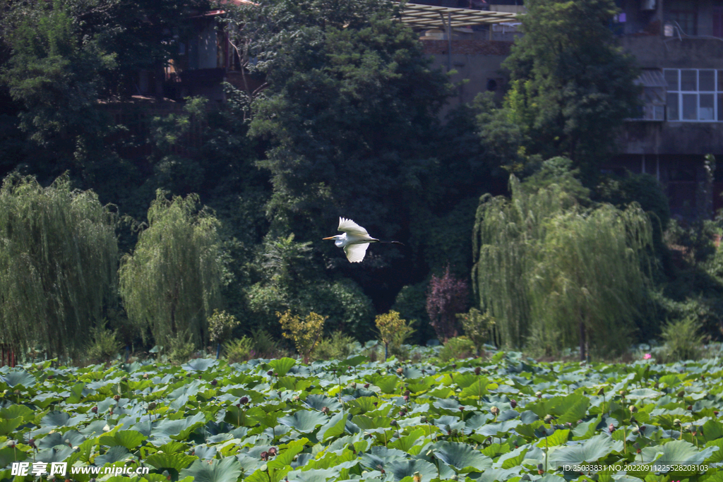 荷塘风景  