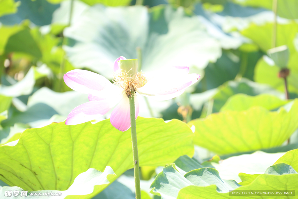  荷花 