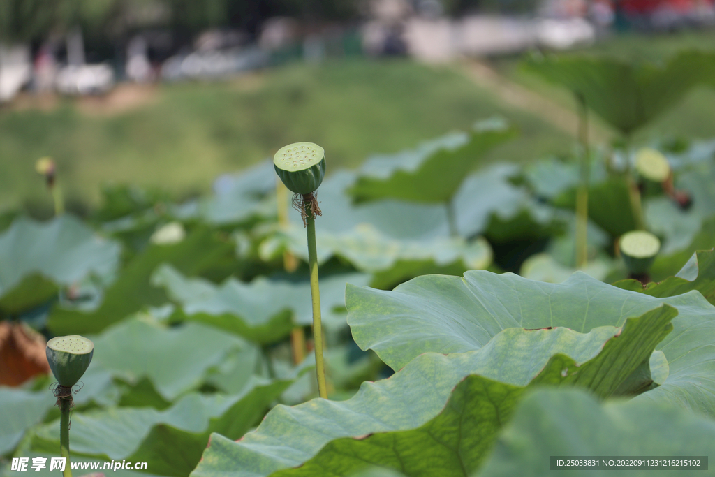 莲蓬莲子  