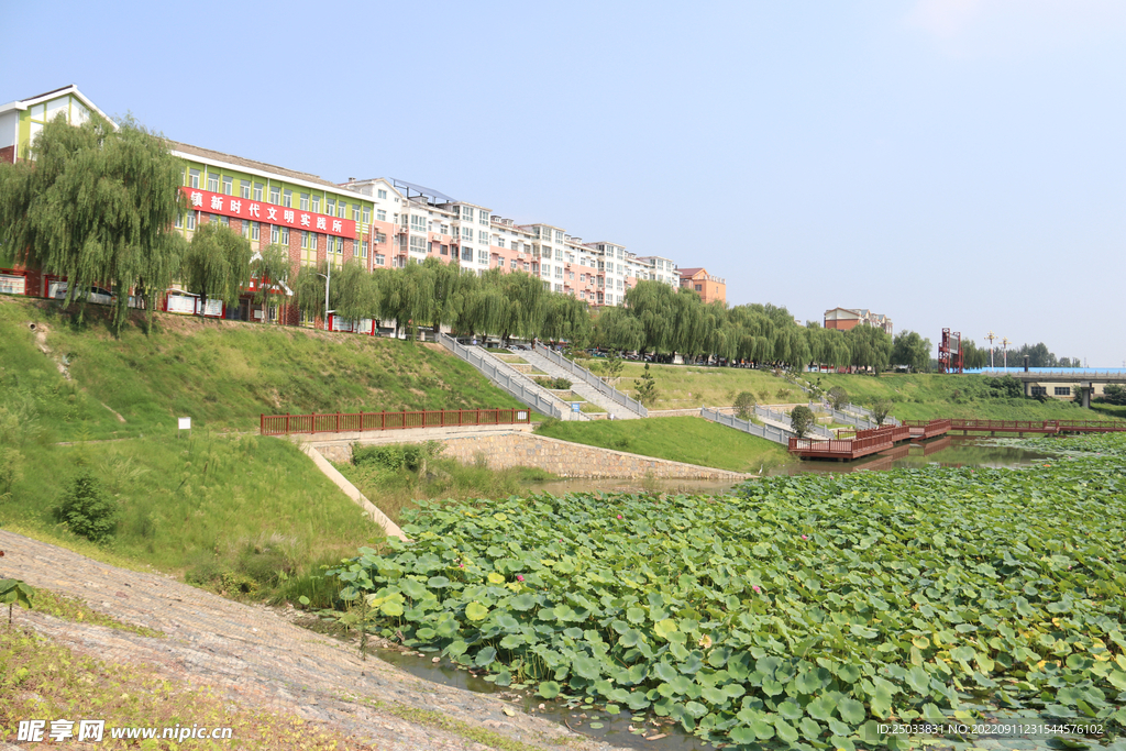 荷塘风景  