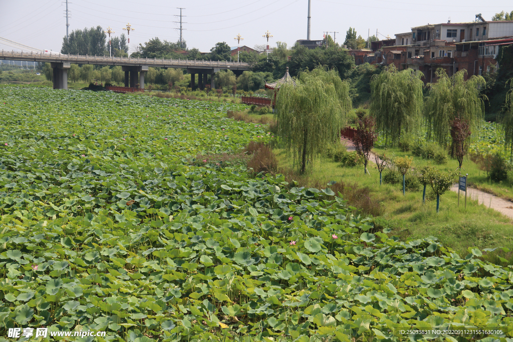 荷塘风景  