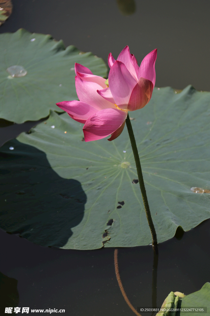  荷花  