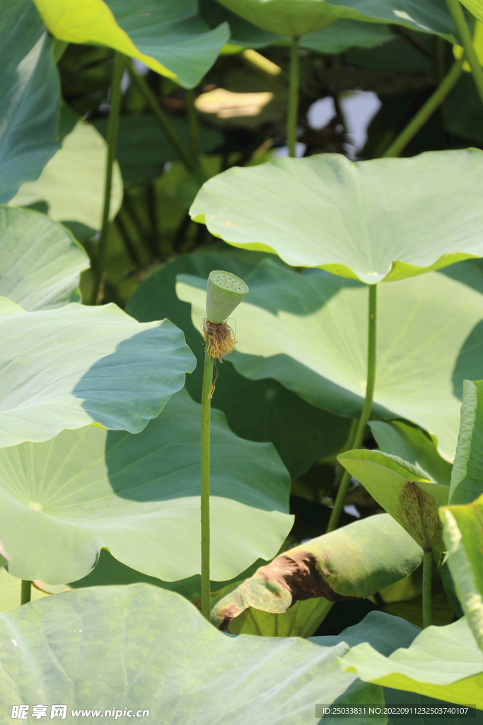  莲蓬莲子 