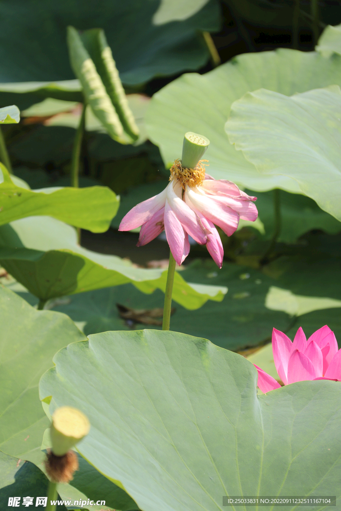 莲蓬莲子 