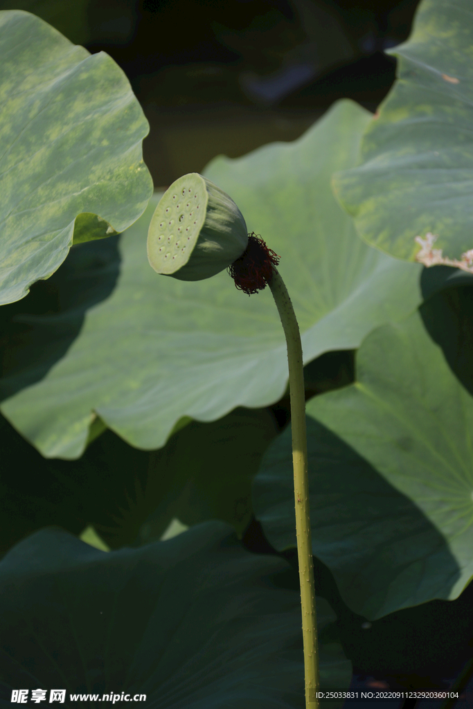  莲蓬莲子 