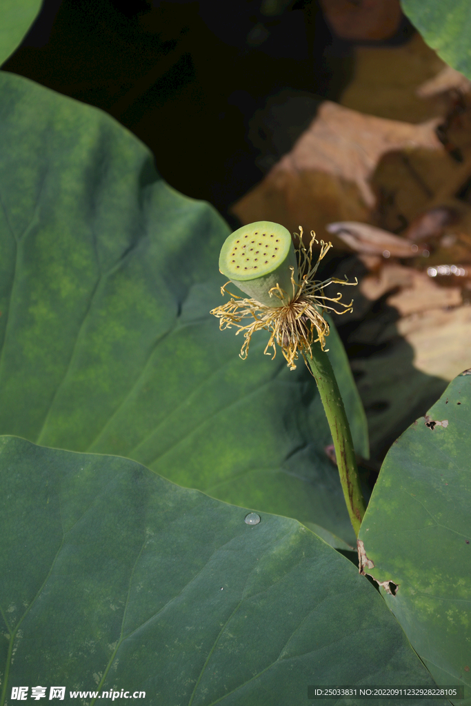  莲蓬莲子  