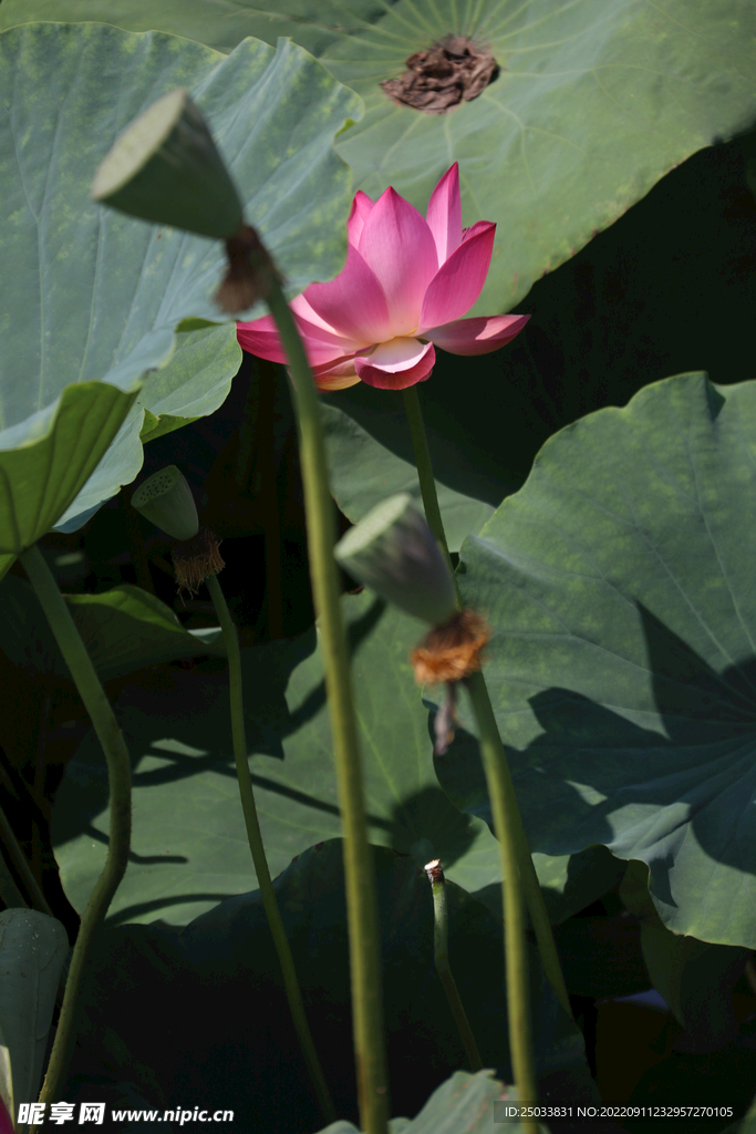  荷花  
