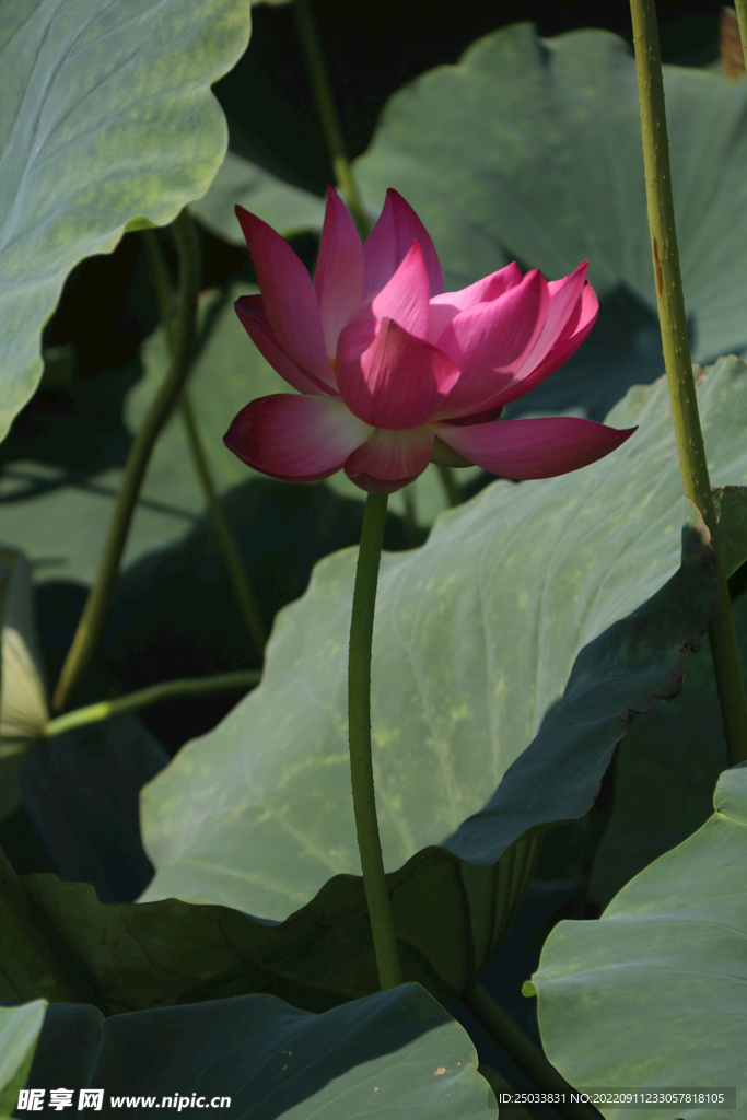 荷花 