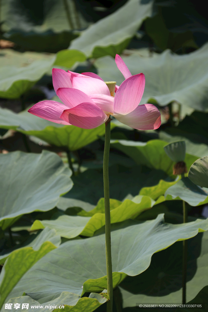 荷花  