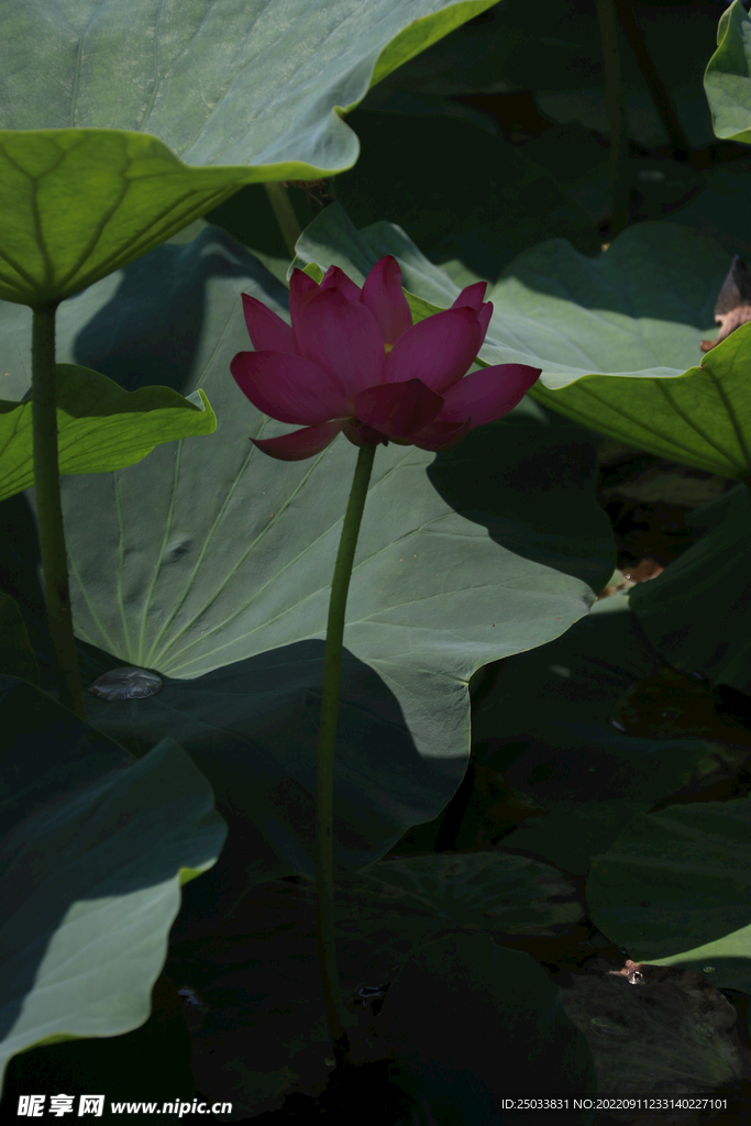 荷花  