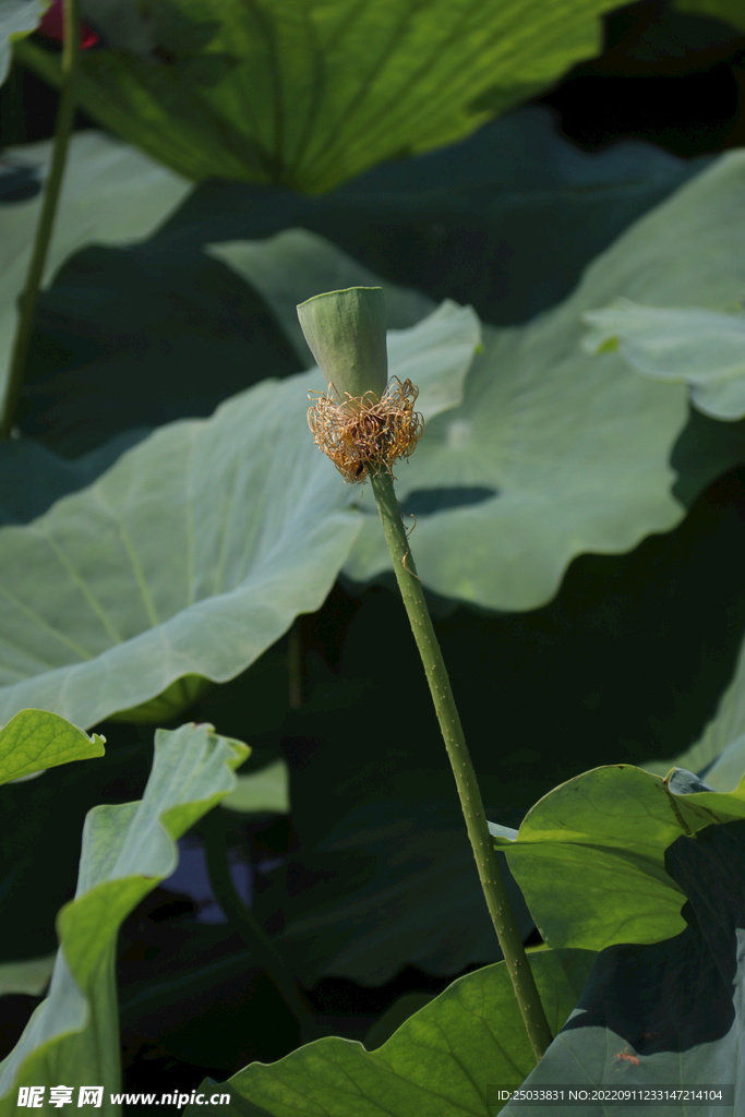 莲蓬莲子  