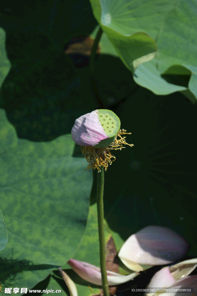 莲蓬莲子  