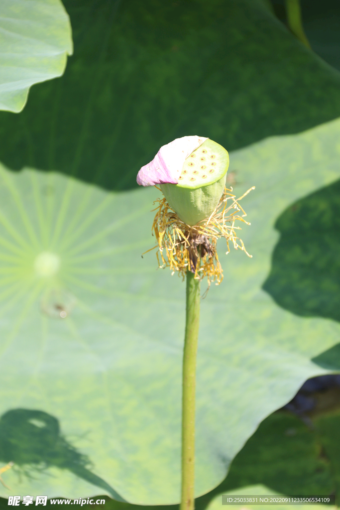 莲蓬莲子 