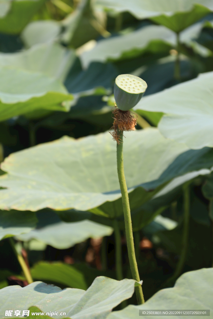 莲蓬莲子 