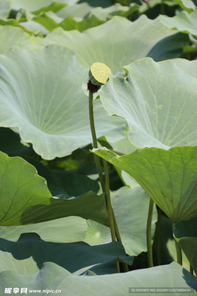 莲蓬莲子 