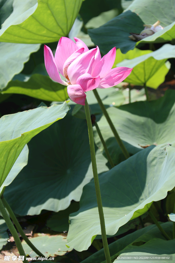 荷花  