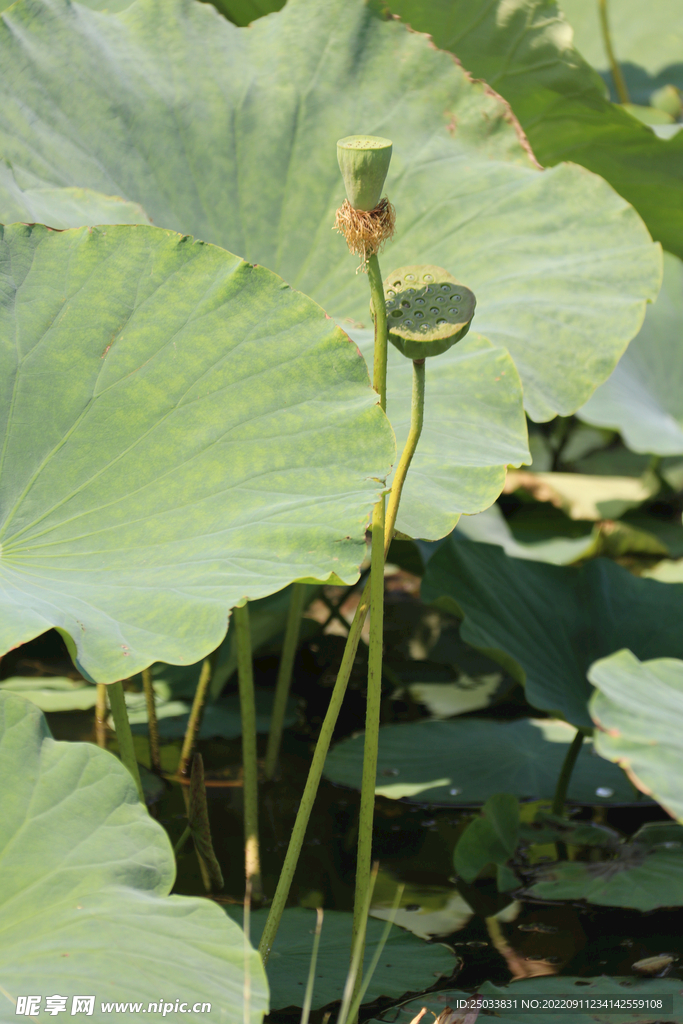 莲蓬莲子 