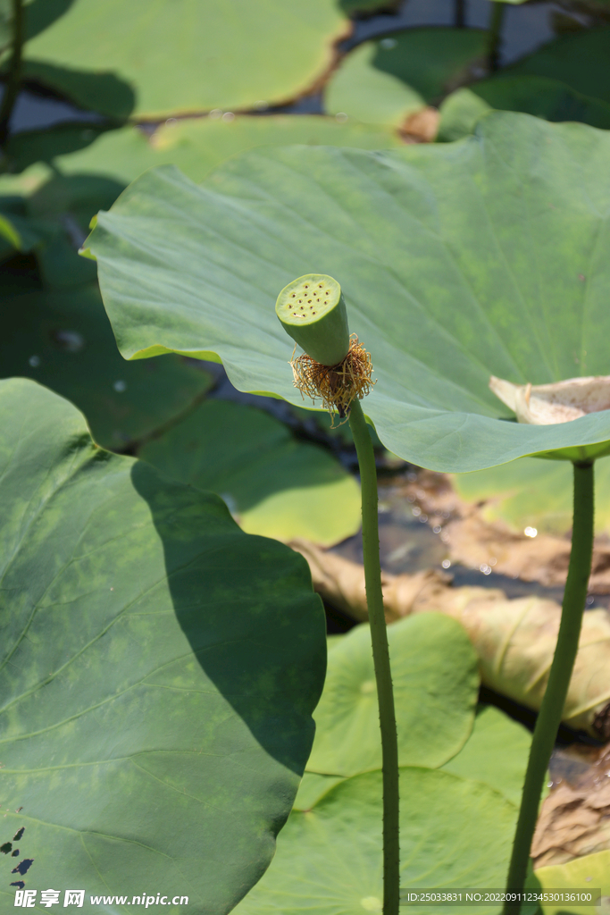 莲蓬莲子  