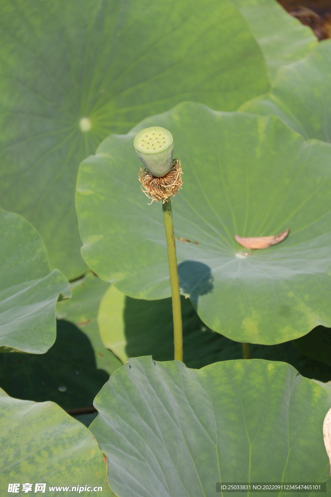 莲蓬莲子  