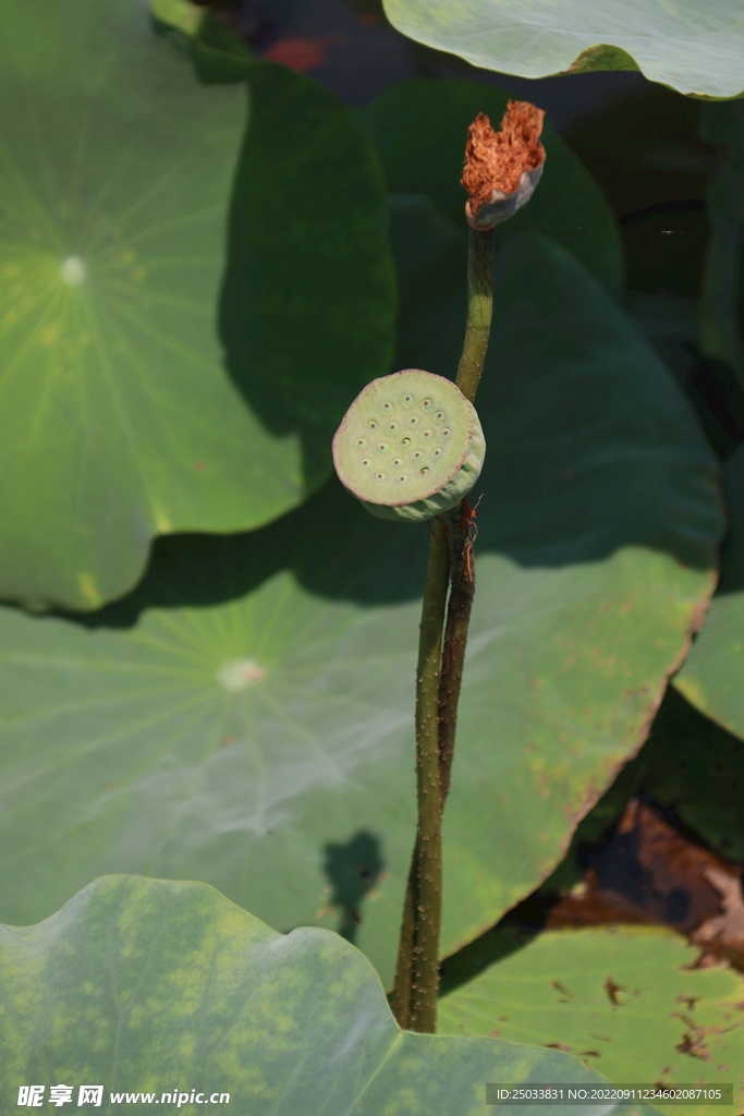 莲蓬莲子  