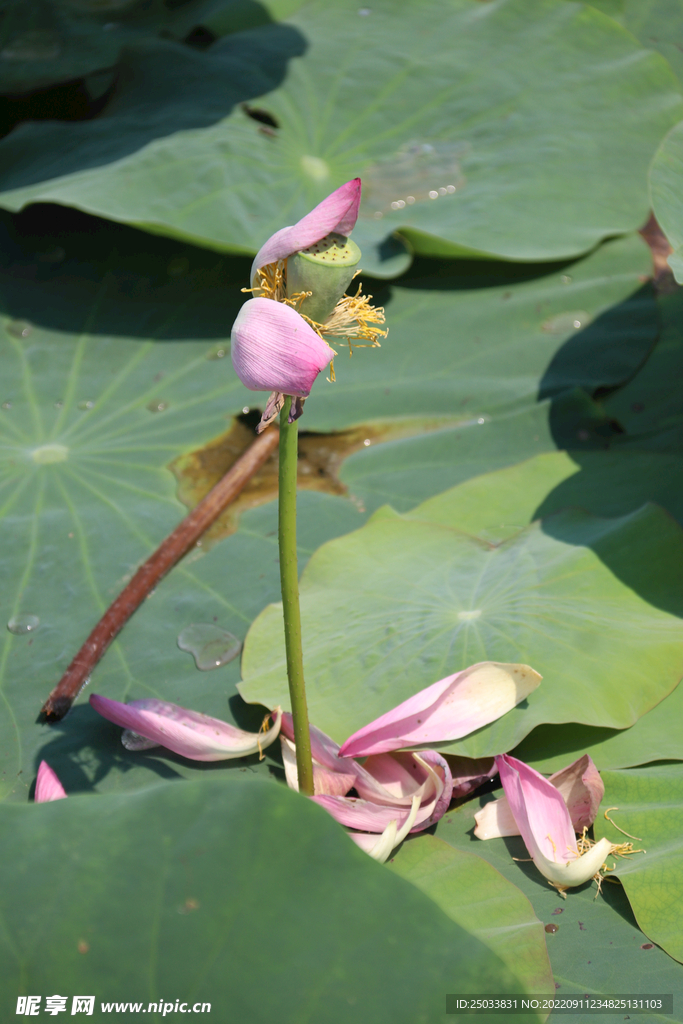 莲花 