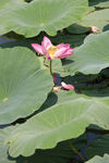 莲花