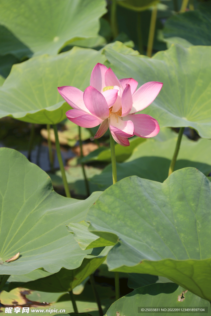 荷花  