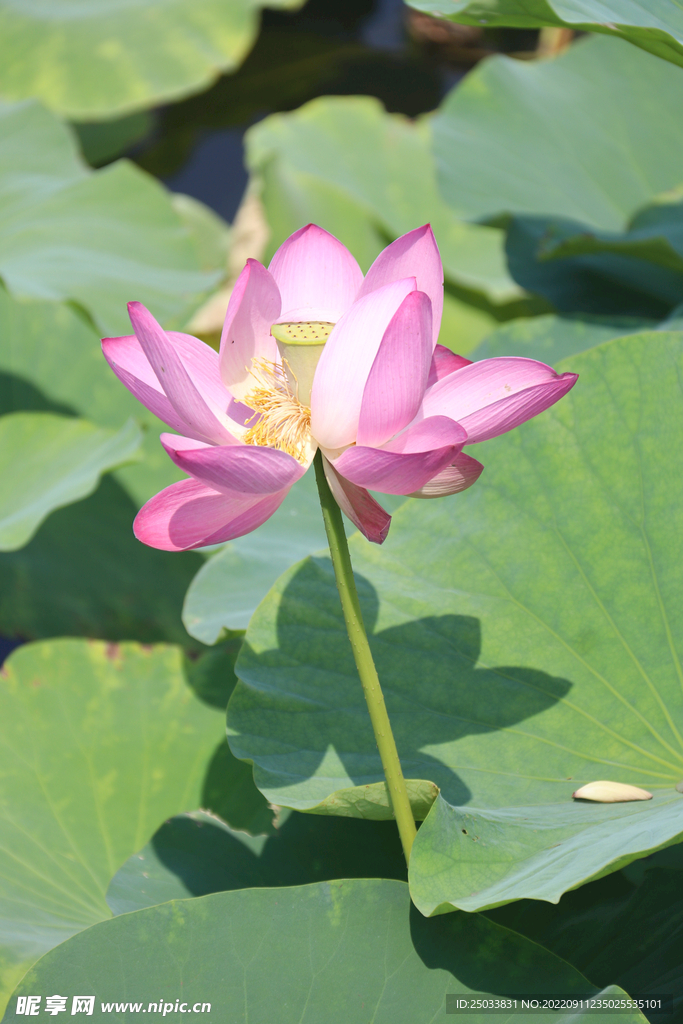 荷花特写