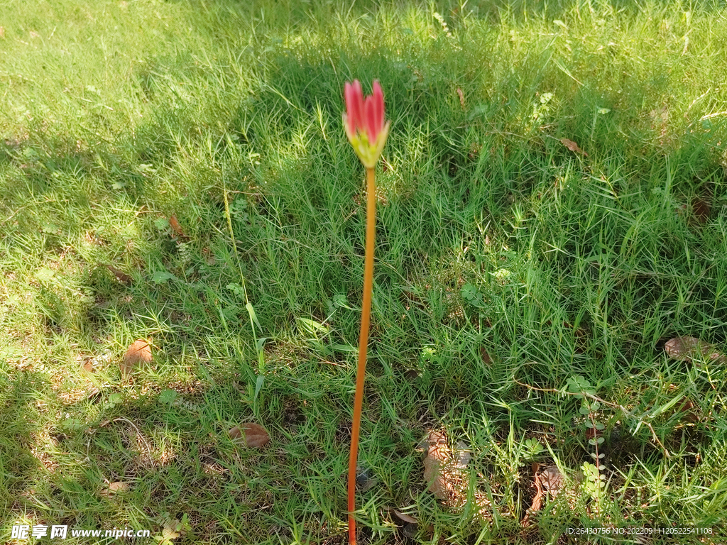 彼岸花曼珠沙华石蒜花花蕾