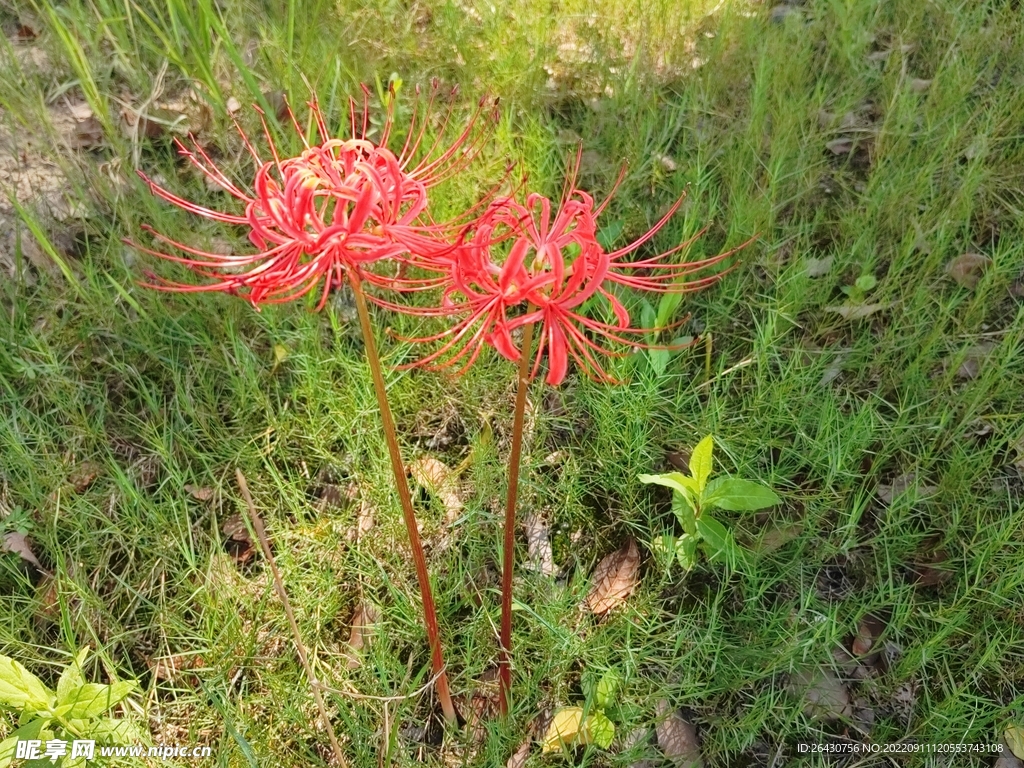 两支曼珠沙华彼岸花