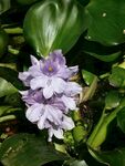 水葫芦花