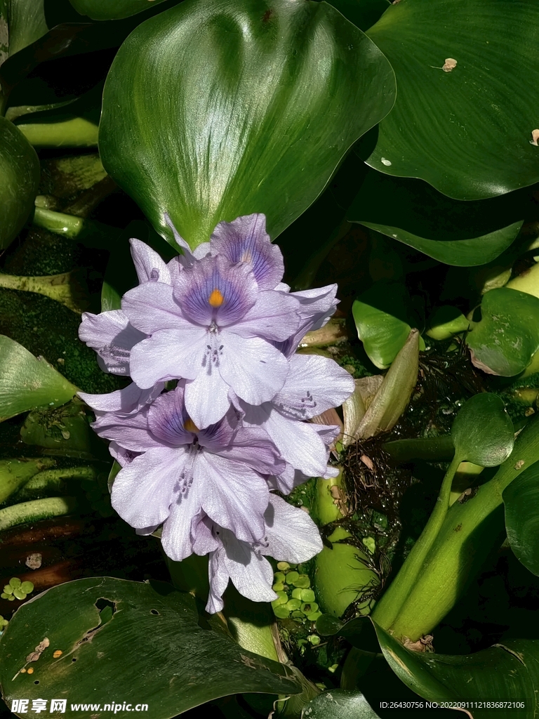 水葫芦花