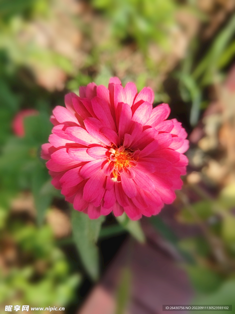 紫色百日菊