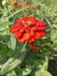 红色百日菊