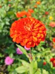 橙色百日菊