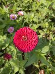 玫红色百日菊
