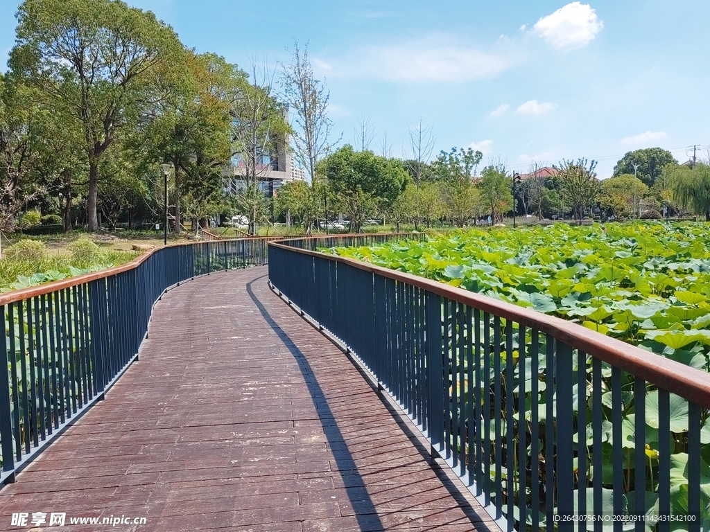 湿地公园荷塘边观光步道