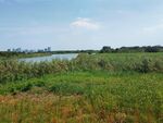 湿地公园湖边芦苇草地