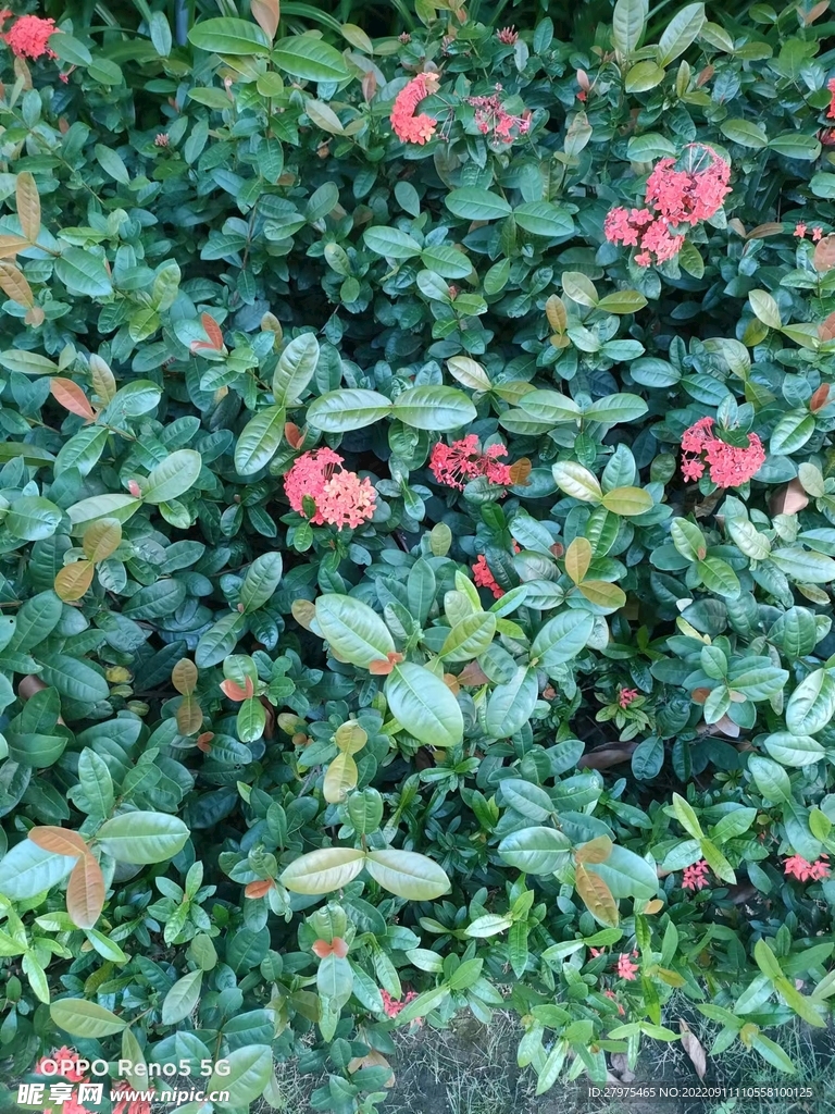 龙船花