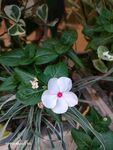长春花