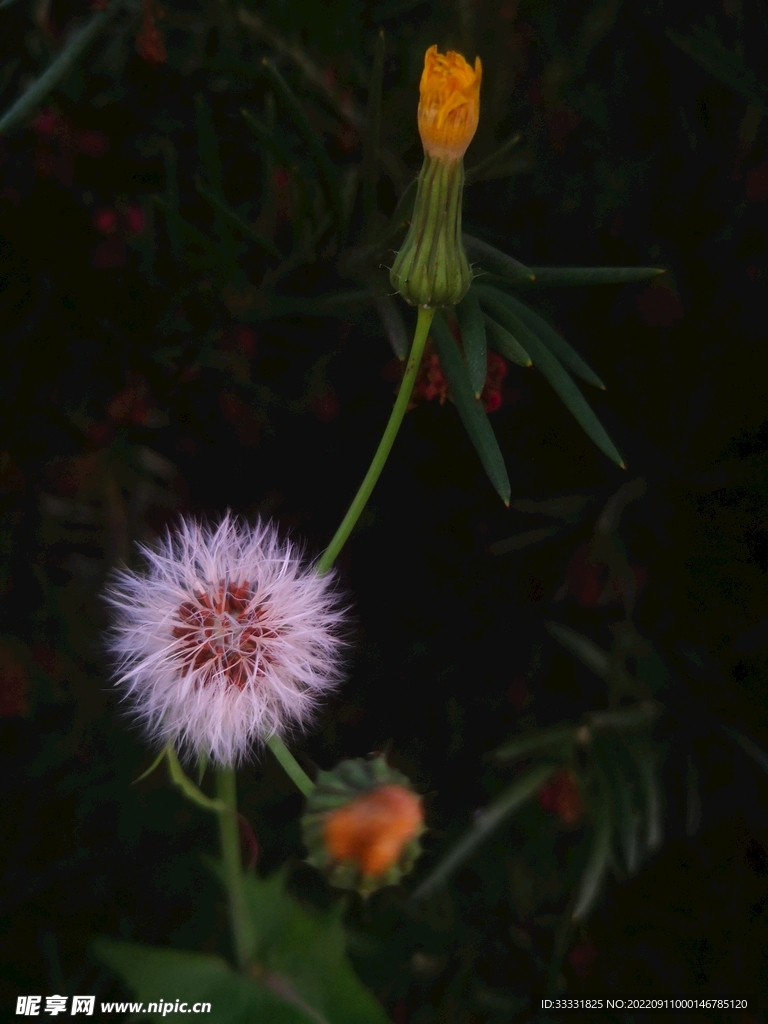 蒲公英