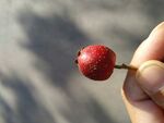 一个红果