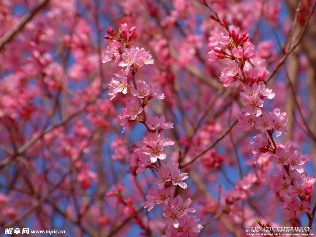 樱花