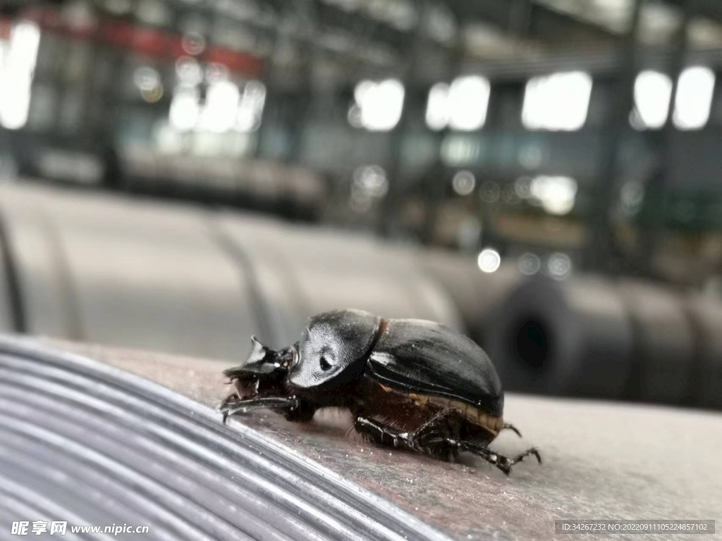 昆虫