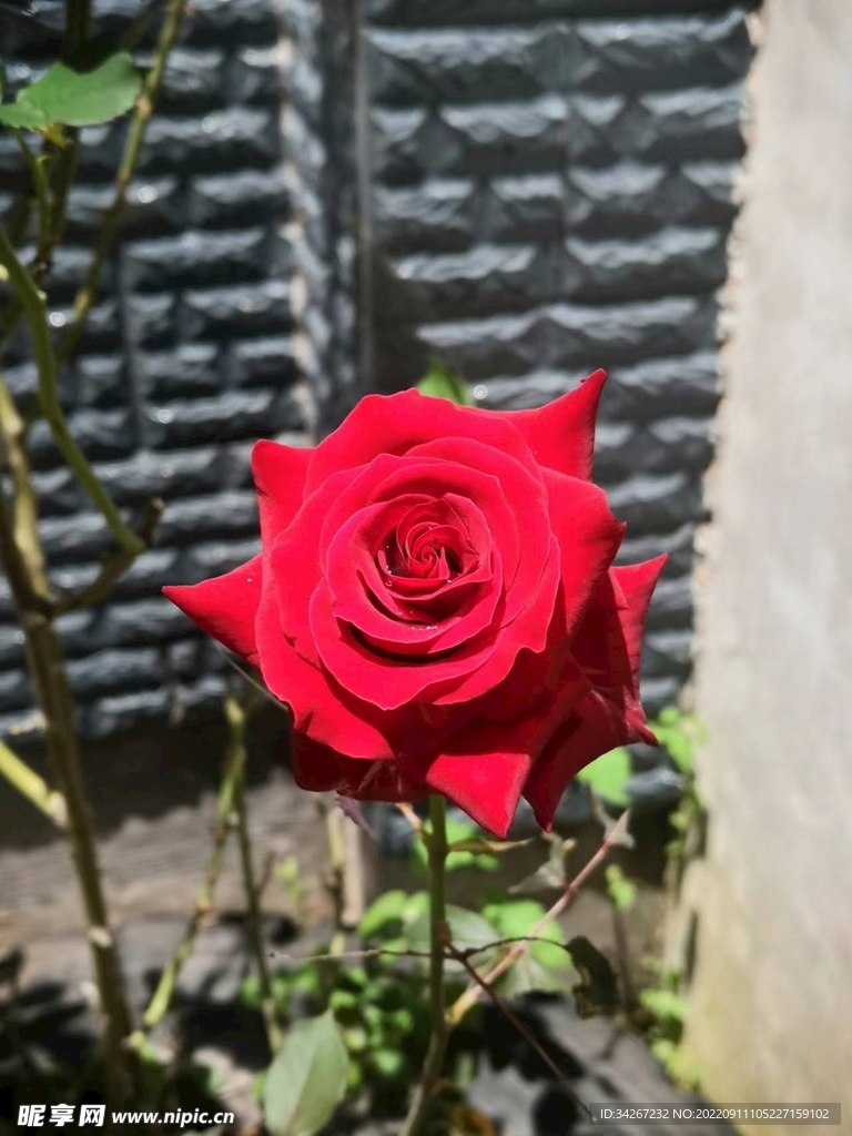 花卉