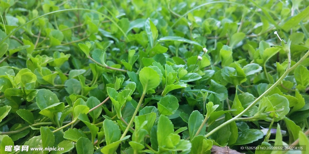 葡茎通泉草