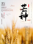 小麦穗 金黄 秋意 田园风光 